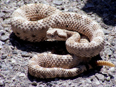 https://commons.wikimedia.org/wiki/File:Crotalus_cerastes_mesquite_springs_CA.JPG